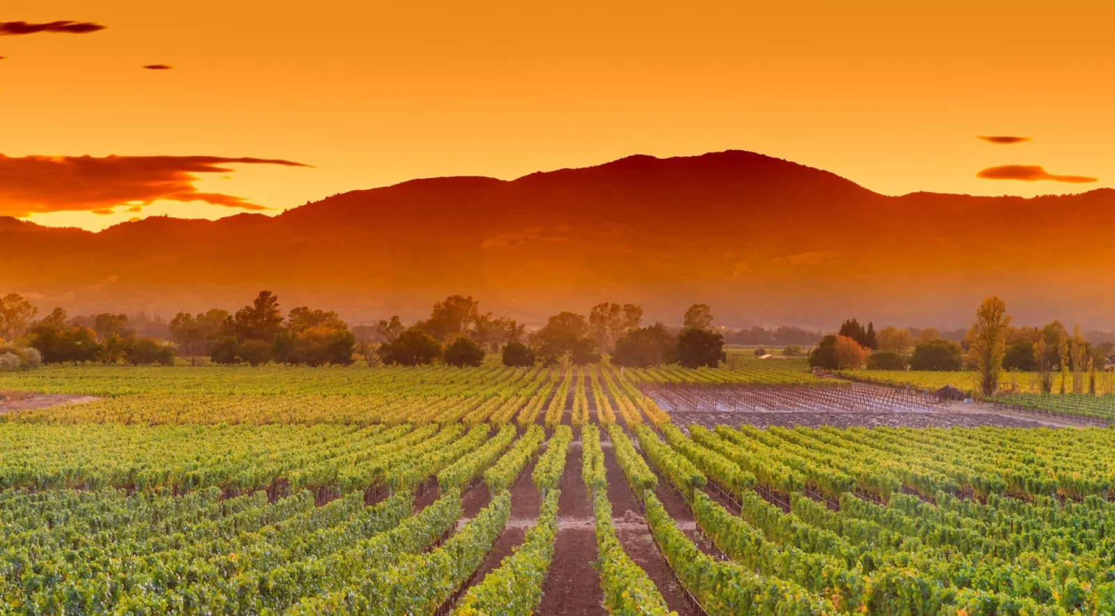 Sunset over rows of Napa Valley vines with the Mayacamas Mountains in silhouette