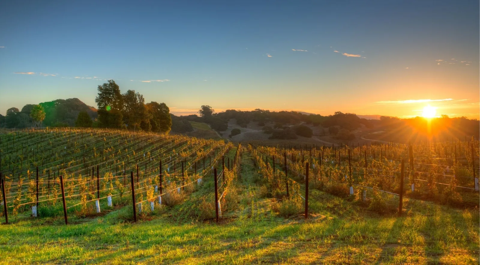 Sunrise light over rolling Napa Valley vineyard hills