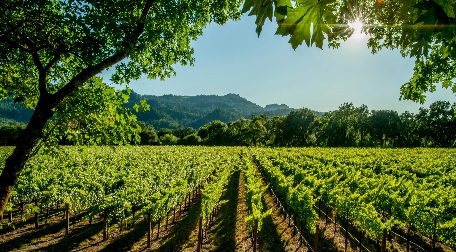 Sunlit Napa Valley vineyard framed by oak tree branches