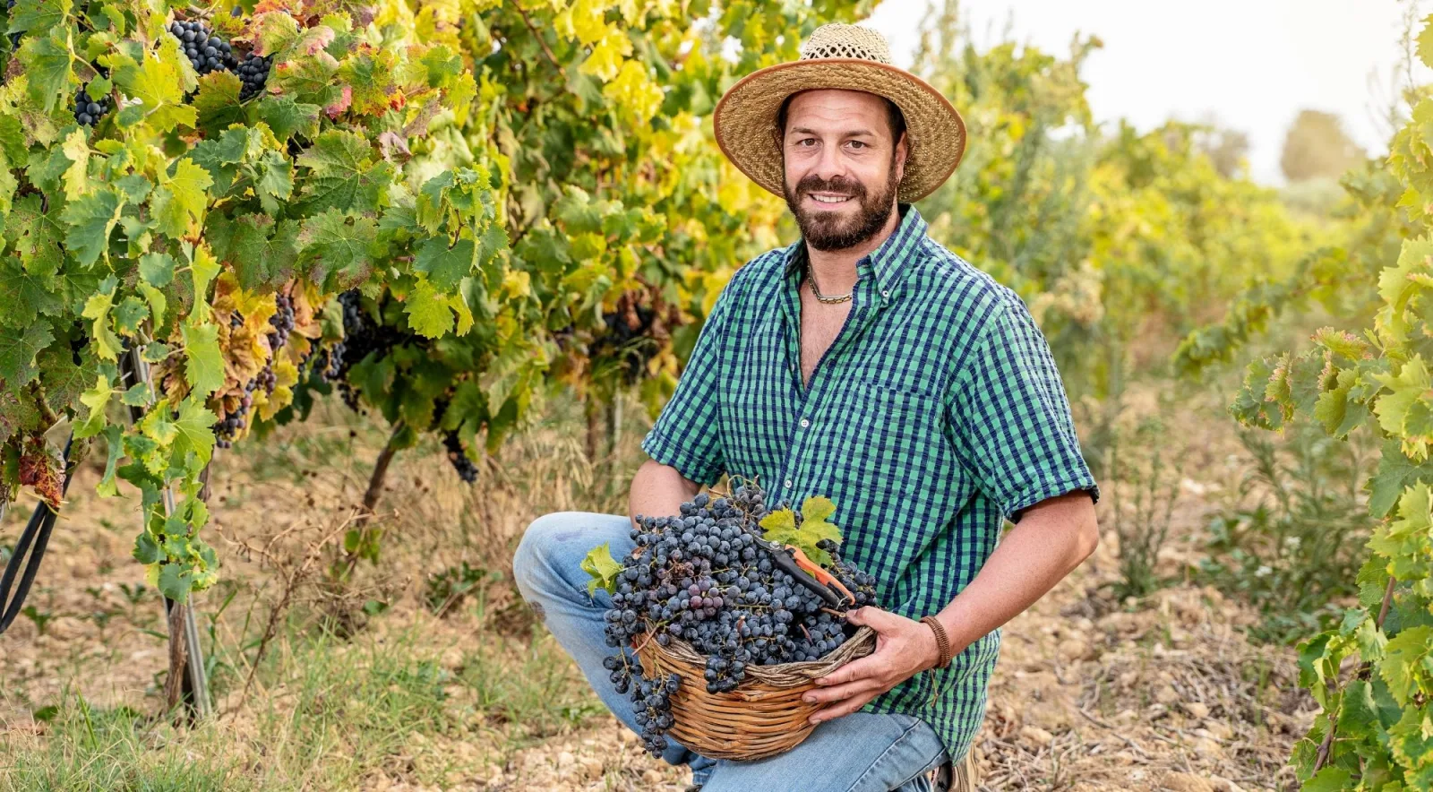 Vineyard worker in a straw hat holding a basket of freshly harvested grapes
