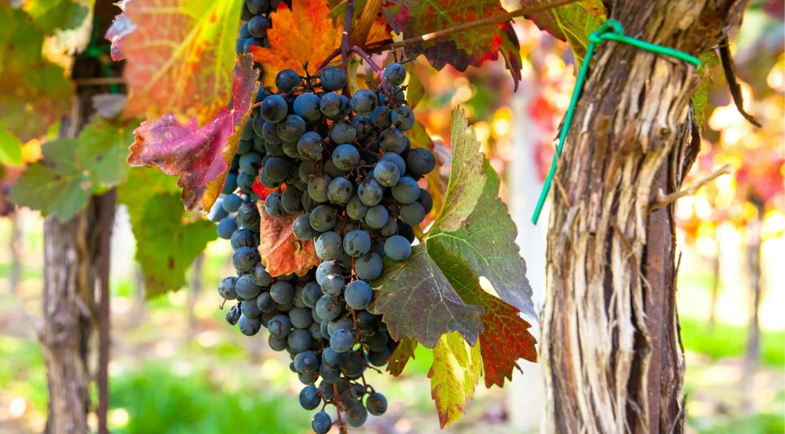 Close-up of a ripe dark grape cluster on the vine in autumn color