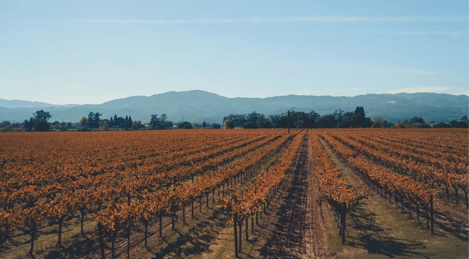 Autumn-colored vineyard rows under a clear blue sky with distant mountains
