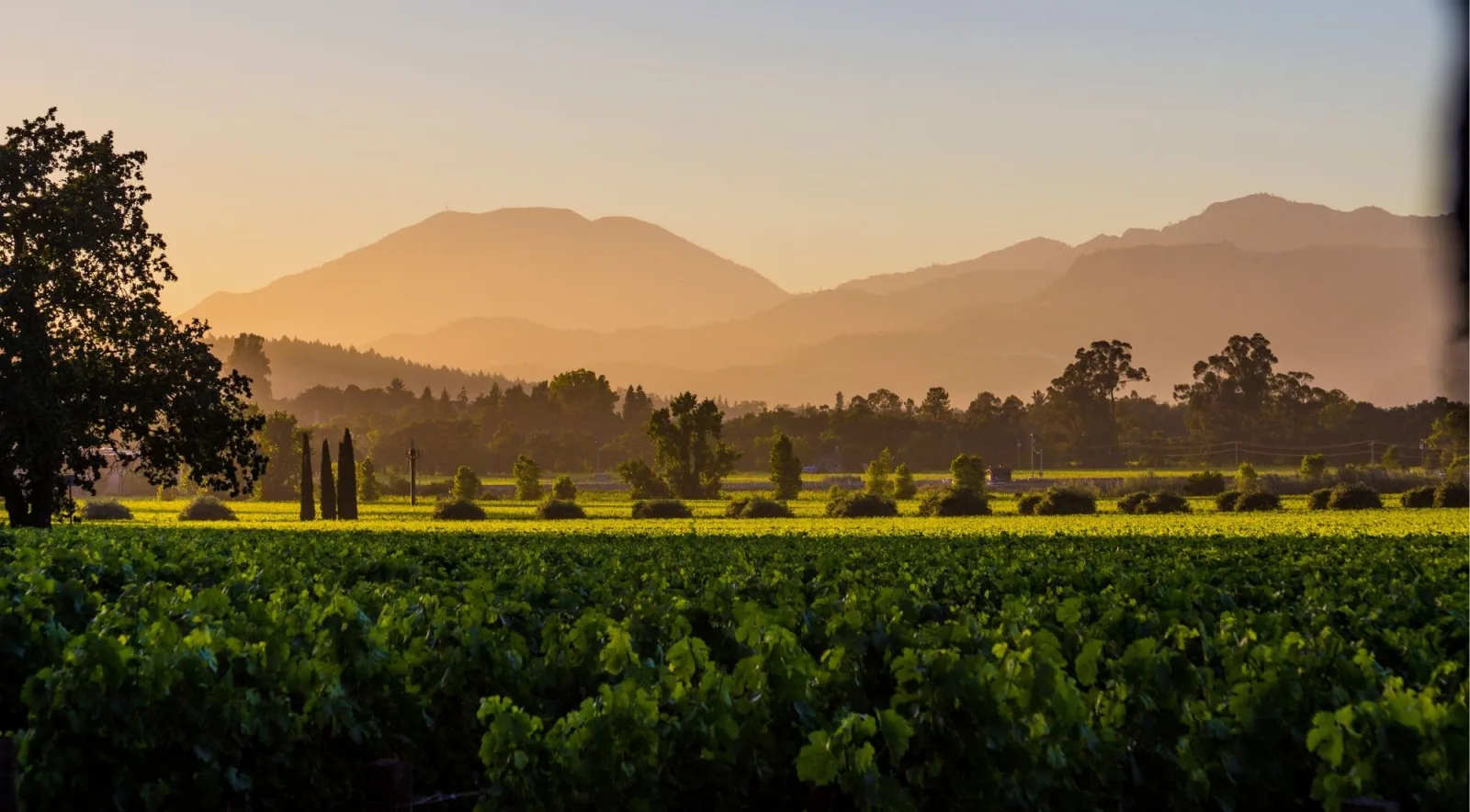 Silhouetted mountain ridgeline behind a Napa Valley vineyard at dusk