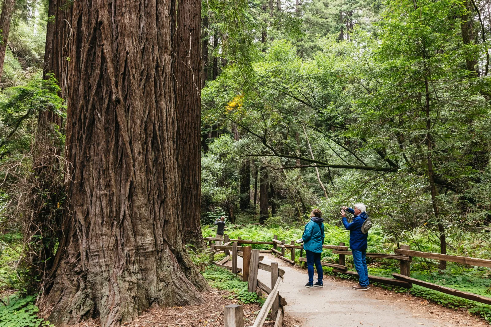San Francisco: Muir Woods, Napa & Sonoma Full-Day Wine Tour