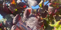Guest photo from review